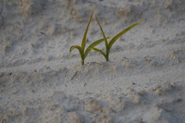 Pair of saplings in a sand field