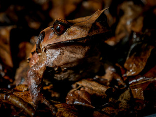 Obraz premium Annam spadefoot toad sitting on brown leaves