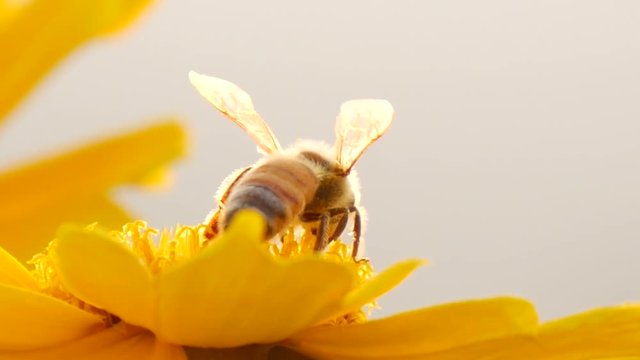 Motion view of Focusing honey bee collecting nectar on flower 02