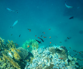sea fish near coral, underwater