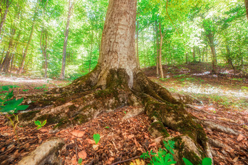 tree roots in forest