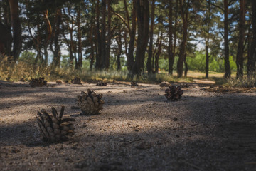 fir cones on a footpath in the forest in the evening