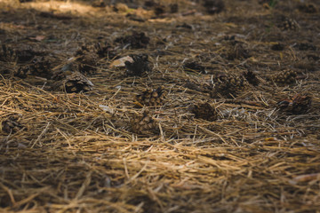 Fir cones on the forest floor with intentional shallow depth of field