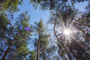 Obraz premium Bottom view of tall old trees in evergreen primeval forest
