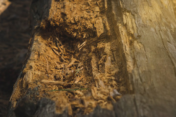 stump of oak tree felled - section of the trunk with annual rings
