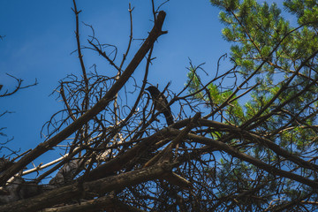 heap of fallen trees in the forest against the blue sky.