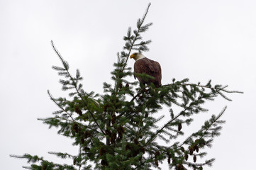 Eagle in Tree
