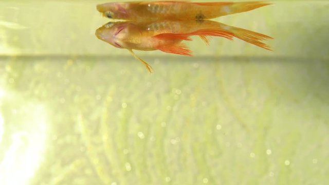Dead yellow fish in home aquarium. 4k real time video footage.
