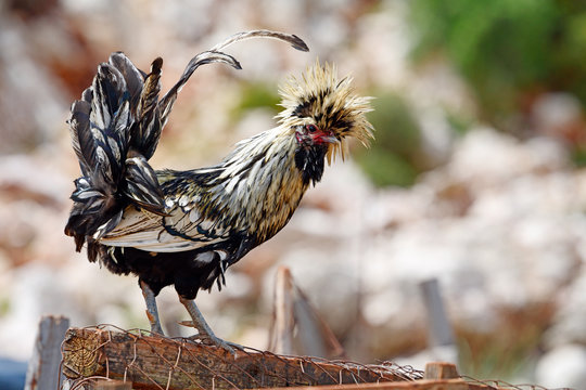Houdan-Huhn (Gallus gallus domesticus) - Chicken
