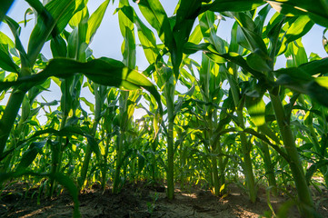 Young green corn on stalk in fields