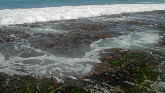 white foaming ocean waves wash green seaweed and brown coral reefs slow motion. Concept climate change and global warming