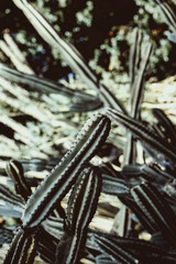 Wild cactus with unopened flowers. huge cactus with flat, dark green. Natural floral background. dark cactus with green cactus background. Abstract natural background, exotic spiky pattern texture.