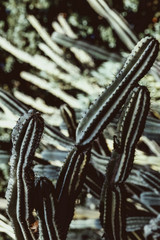Wild cactus with unopened flowers. huge cactus with flat, dark green. Natural floral background. dark cactus with green cactus background. Abstract natural background, exotic spiky pattern texture.