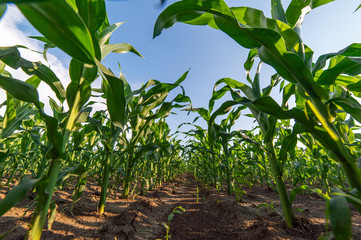 Young green corn on stalk in fields