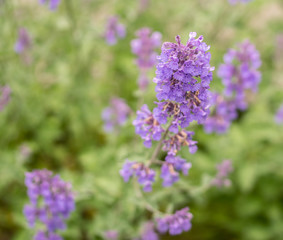 Field of Lavender, Lavandula angustifolia, Lavandula officinalis