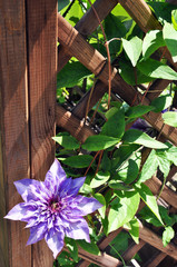blue and purple clematis flowers close-up and branches on the rotor