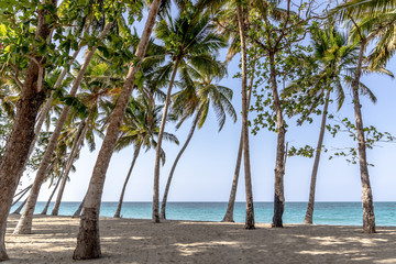 Palmen Strand Dominikanische Republik