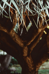 medicinal plant aloe with dark toning, aloe Bush, the long leaves of the plant. Exotic or tropical plant in garden or park. natural background