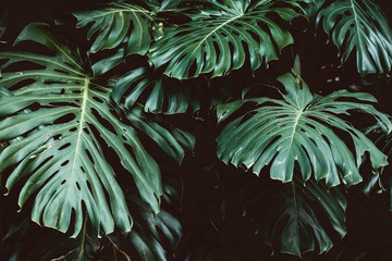 Tropical green leaves background, Monstera Deliciosa leaf on wall with dark toning, jungle pattern concept background, close up. Green leaves of Monstera philodendron plant growing in wild.