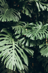 Tropical green leaves background, Monstera Deliciosa leaf on wall with dark toning, jungle pattern concept background, close up. Green leaves of Monstera philodendron plant growing in wild. © Stanislav