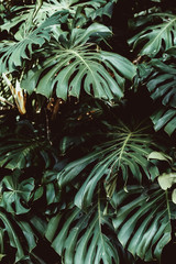 Tropical green leaves background, Monstera Deliciosa leaf on wall with dark toning, jungle pattern concept background, close up. Green leaves of Monstera philodendron plant growing in wild.