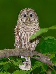 Barred Owl Closeup Vertical Portrait on Green Background