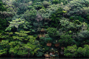 Fototapeta na wymiar 石垣島のジャングル