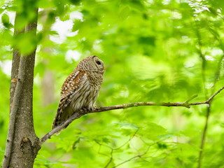 Barred Owl Perched in Tree in Spring