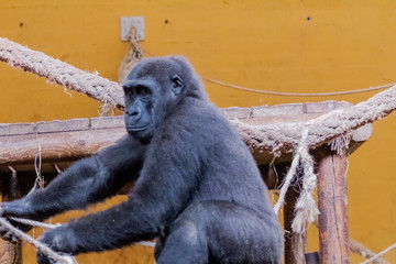 Obraz premium family of gorillas resting in their enclosure