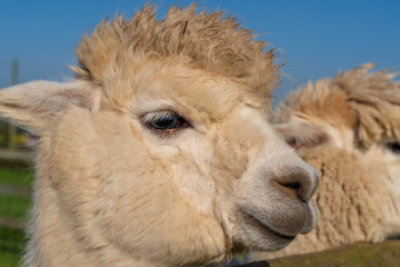 Close up of funny looking white alpacaa at farm