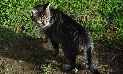 chat