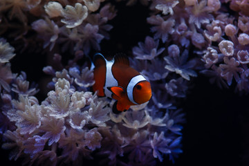 Fototapeta na wymiar Nice sea scape aquarium with anemones and clown Amphiprion fish
