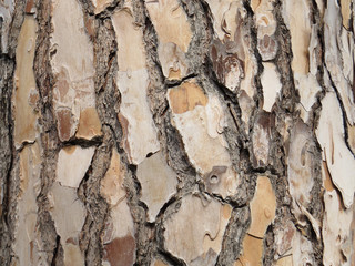 tree trunk texture light brown