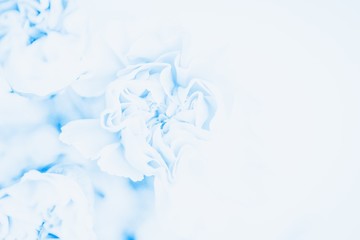 Delicate blue carnations flowers on the white background. Soft pastel flower