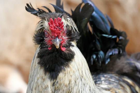 Houdan-Huhn (Gallus gallus domesticus) - Chicken