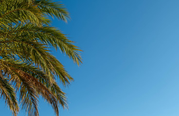 Green palm tree leaves in sunny day on blue sky background. Happy summer vacation natural template with copy space for your text. Tropical vacation concept, exotic travel. Travel card.