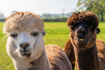 Obraz premium Close up of funny looking alpacas at farm