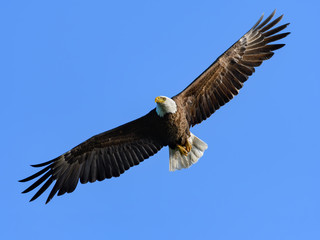 Naklejka premium Bald Eagle in Flight on Blue Sky