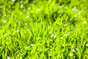 green grass closer