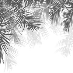 Palm tree branches on white background. Vector illustration.