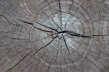 Closeup photo of a cut of a wooden log.