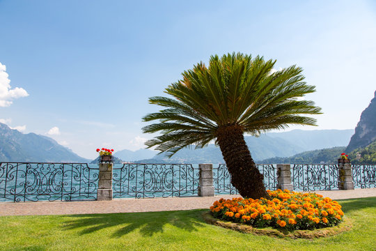 Palm tree and orange flowers on the shore of Lake Como, Italy