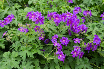 Botanical species of wild geraniums with beautiful purple flowers bloomed in the garden on a summer day. Wild Geranium Pelargonium