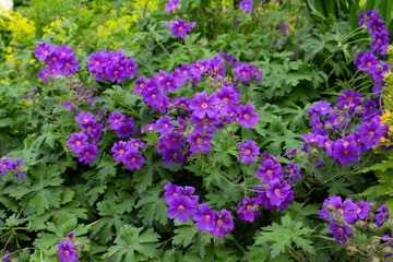 Botanical species of wild geraniums with beautiful purple flowers bloomed in the garden on a summer day. Wild Geranium Pelargonium
