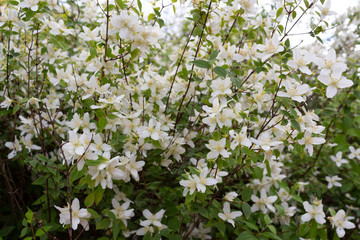 Blooming white jasmine in the garden in summer