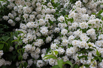 Jasmine branches covered with lots of fragrant white flowers in the garden in summer