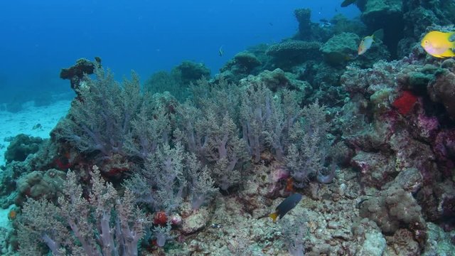 Tropical coral reef coverd with Broccoli coral, Litophyton arboreum in Andaman sea 