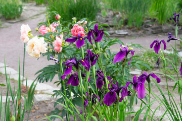 Large and beautiful flowers of pink peony and a bush of purple irises bloom against the background of green leaves in the garden on a summer day.