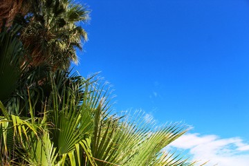 Fototapeta premium WASHINGTONIA FILIFERA, commonly California Fan Palm, Southern Mojave Desert Native, witness at Oasis Of Mara in Joshua Tree National Park, global biodiversity is declining we must raise conservation.