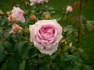 Blooming pink rose and buds on the green bush background